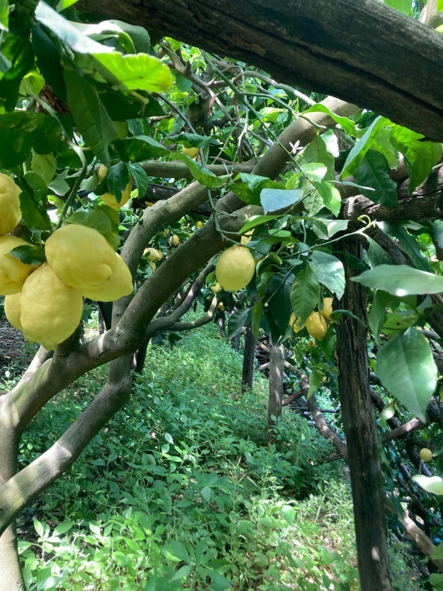 Suite I Limoni رافيلّو المظهر الخارجي الصورة