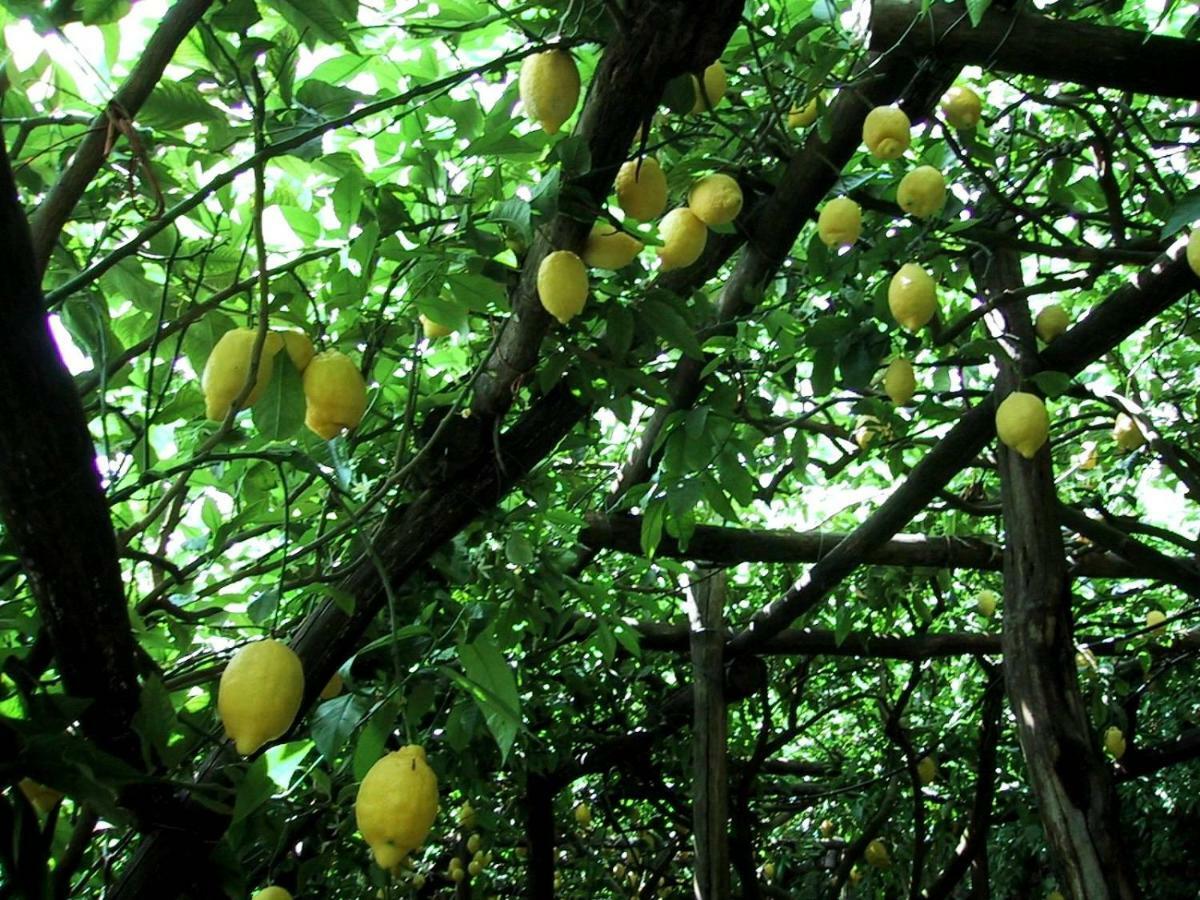 Suite I Limoni رافيلّو المظهر الخارجي الصورة